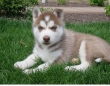 Affectionate-Siberian-Husky-Puppies